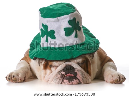 English bulldog wearing St Patrick's Day hat isolated on white background English bulldog wearing St Patrick's Day hat isolated on white background
