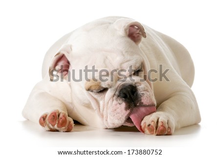 dog licking paw - english bulldog licking paw isolated on white background