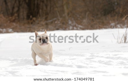 french bulldog playing in the snow - male - one year old