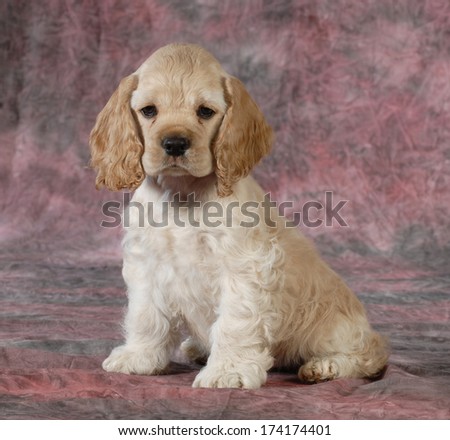 cute puppy - cocker spaniel female puppy sitting on pink tone background - 9 weeks old