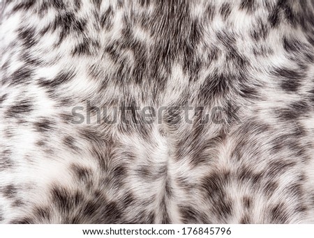 dog coat texture - german shorthaired pointer dog coat texture