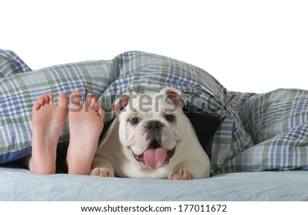 dog in bed child's feed laying under the covers with happy english bulldog beside her isolated on white background dog in bed child's feed laying under the covers with happy english bulldog beside her isolated on white background