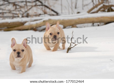 dogs in the winter - two french bulldogs out in the snow