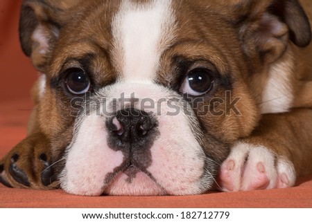 english bulldog puppy laying down close up - 10 weeks old