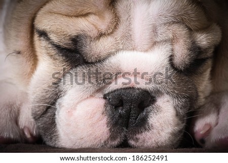 english bulldog puppy sleeping - 8 weeks old