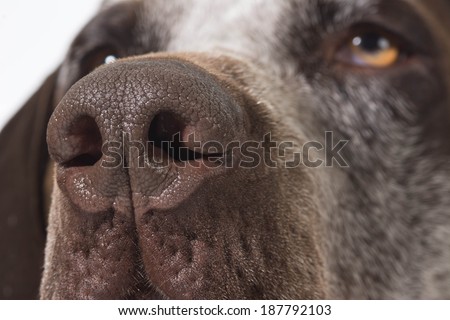 dog nose close up - german shorthaired pointer