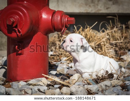 little english bulldog sniffing red fire hydrant