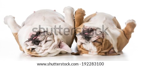 mother and daughter english bulldog laying on back sleeping mother and daughter english bulldog laying on back sleeping