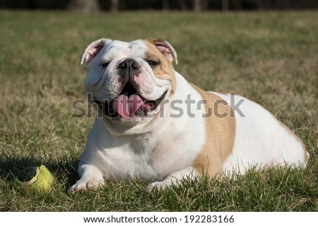 english bulldog playing with tennis ball outside in the grass
