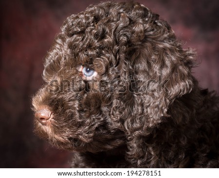 cute puppy - barbet puppy profile - 7 weeks old
