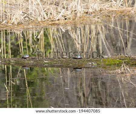 three turtles sunbathing on a log in a marsh