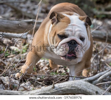 dog playing outside in the woods - english bulldog