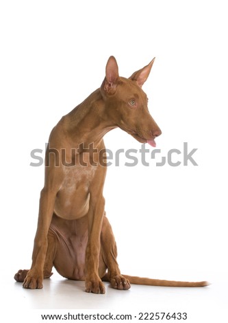 cute puppy with tongue stuck out on white background - pharoah hound