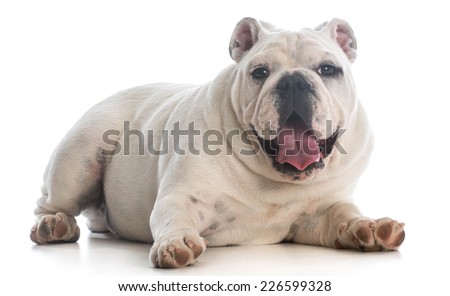 english bulldog puppy laying down panting on white background