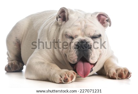 dog laughing - six month old english bulldog with silly expression