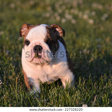 puppy with piece of grass in mouth - english bulldog