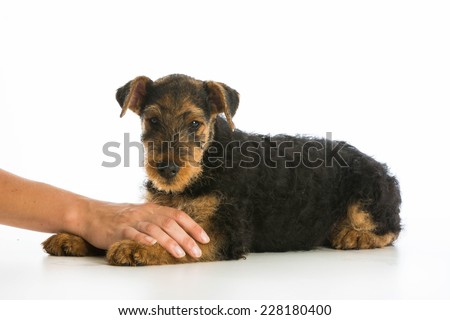 hands holding on airedale terrier puppy