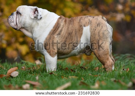 english bulldog, dog, canine, pet, purebred, outside, autumn, outdoors, grass, woods, trees, standing, animal, standing, brindle,