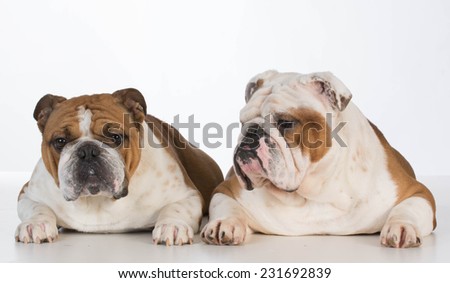 two english bulldogs laying down on white background