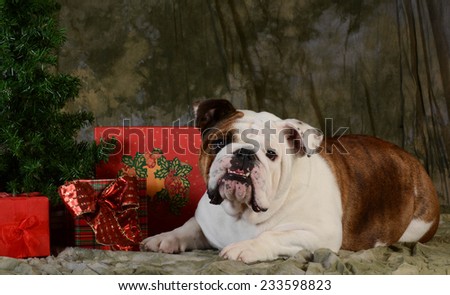 christmas dog - english bulldog laying under the christmas tree