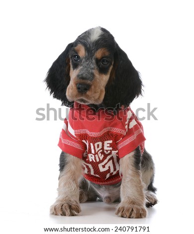 cute puppy - english cocker spaniel puppy wearing football jersey sitting on white background