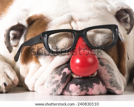 dog wearing clown glasses on white background - english bulldog