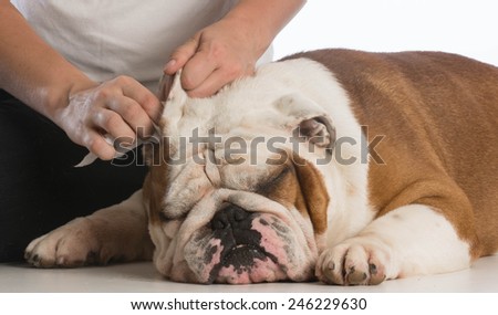woman cleaning her dogs ears on white background