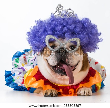 funny dog english bulldog dressed up like a clown on white background funny dog english bulldog dressed up like a clown on white background