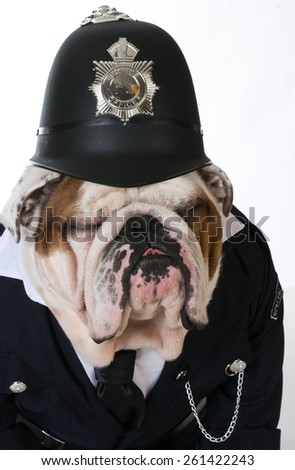 dog police or catcher - english bulldog dressed up like a policeman on white background