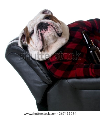 drinking dog - bulldog dressed like a man laying in a recliner with a beer on white background
