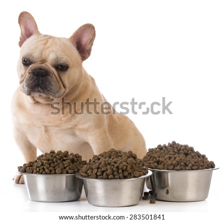 feeding the dog french bulldog sitting beside several bowls of dog food on white background feeding the dog french bulldog sitting beside several bowls of dog food on white background