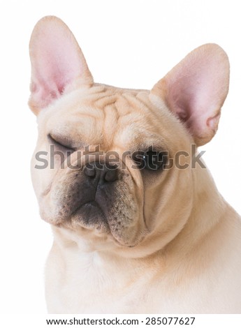 dog winking - french bulldog portrait with one eye open and one eye closed on white background