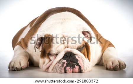 sleeping dog - bulldog male 6 years old