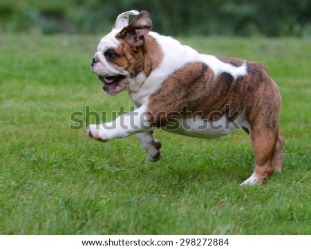 dog running - four month old female bulldog puppy