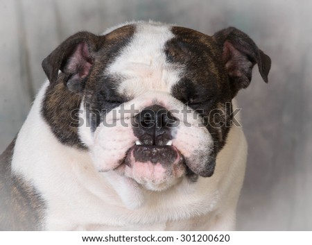 dog with silly expession - bulldog