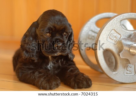 cocker spaniel puppy with work out weights