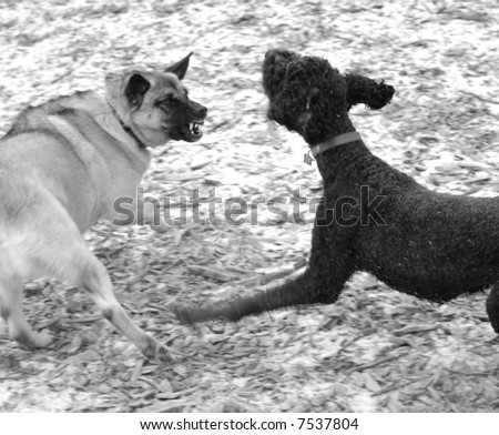 dog fight at dog park between mix breed shepherd and standard poodle
