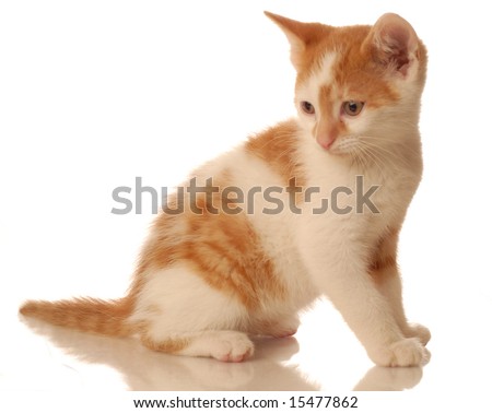 orange and white kitten. stock photo : orange and white