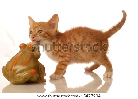 Orange And White Kitten. stock photo : orange and white tabby kitten kissing a toad - seven weeks old