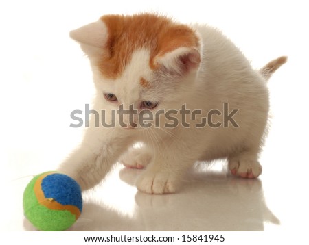 orange and white kitten. stock photo : white and orange