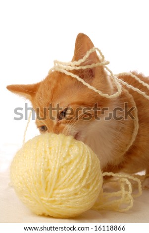 orange and white kitten. stock photo : orange and white