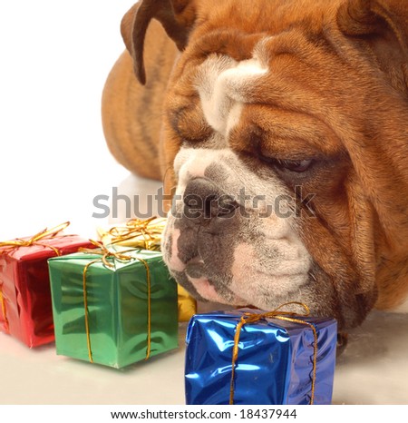 english bulldog with colorful gift wrapped presents