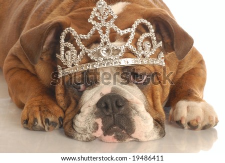 english bulldog wearing diamond studded tiara isolated on white background