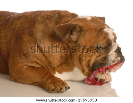 Bulldog Toy