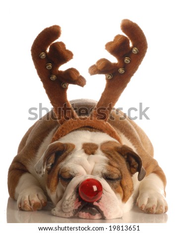 Rudolph the Red-Nosed Bulldog Rudolph the Red-Nosed Bulldog