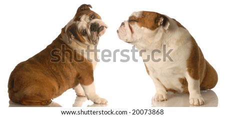 english bulldog reaching out for kiss while other one has a not today expression