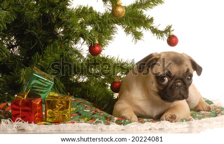 Funny  Pictures on Cute Fawn Pug Puppy Under Christmas Tree Stock Photo 20224081