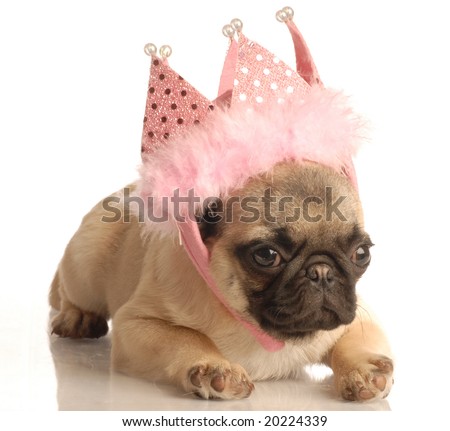Cute Puppies For Backgrounds. stock photo : cute fawn pug