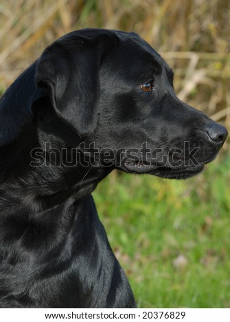 working labrador retriever