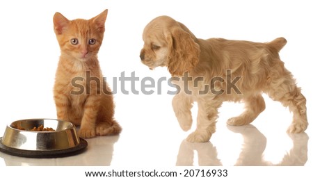 american cocker spaniel walking towards orange tabby kitten that is sitting in front of food dish